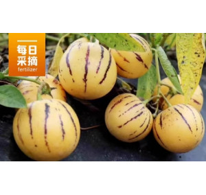 现货云南石林人参果