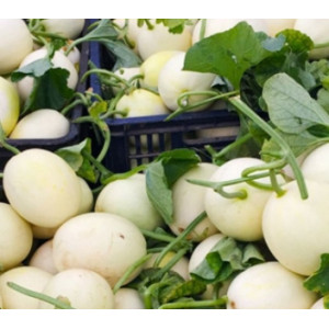 现摘陕西阎良甜瓜白皮蜜瓜当季新鲜水果