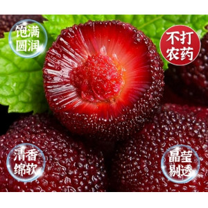 杨梅新鲜现摘应季孕妇批发东魁特大杨梅早梅荸荠