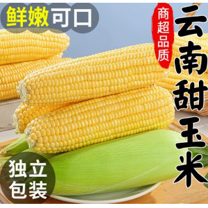 云南水果玉米甜玉米