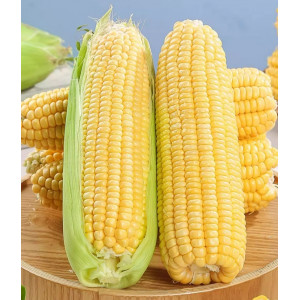 云南水果玉米甜玉米