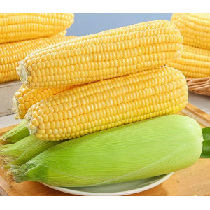 云南水果玉米甜玉米